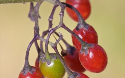 Solanum dulcamara,  dulcamara, uvas del diablo