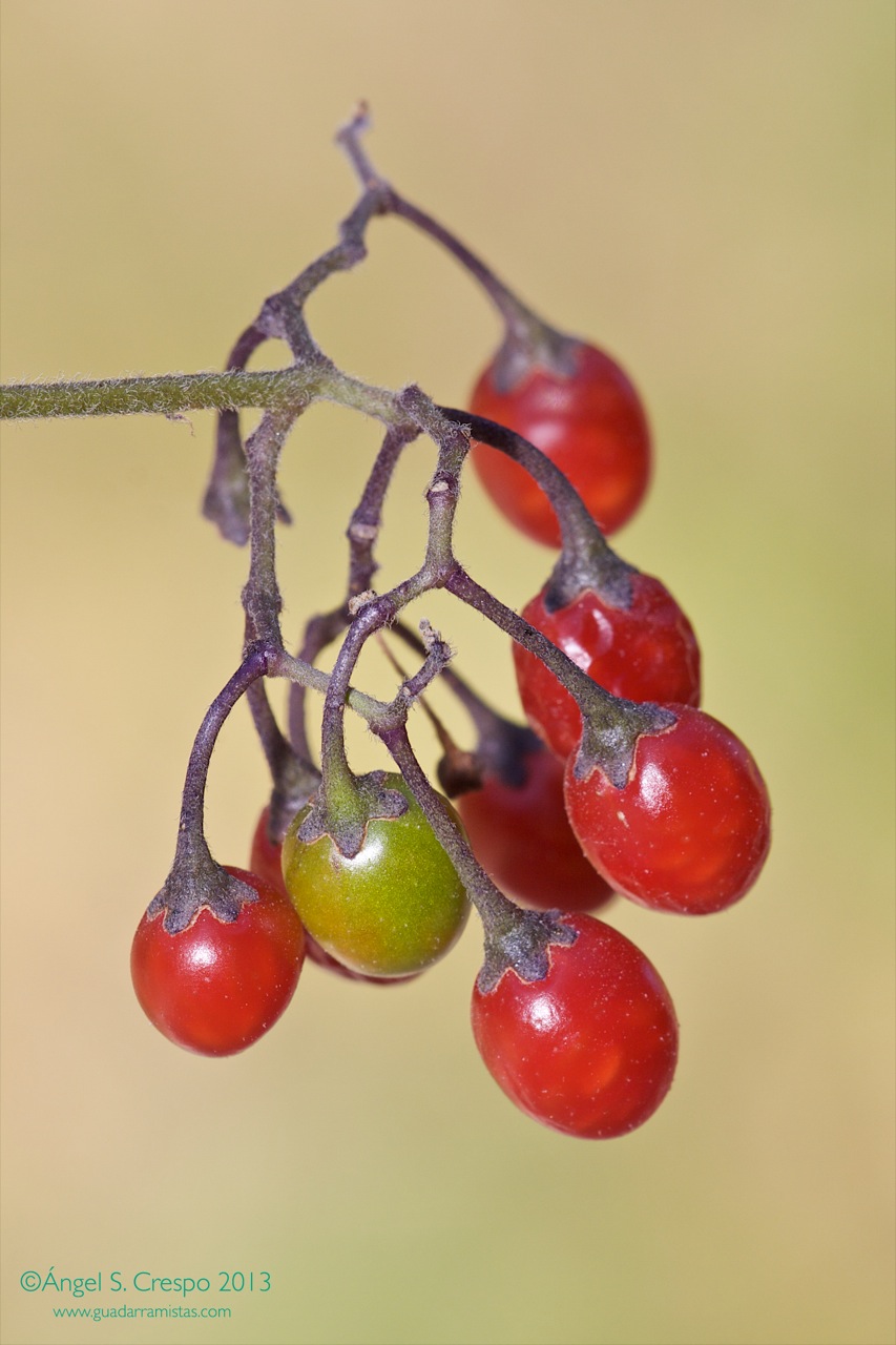Solanum dulcamara. Frutos