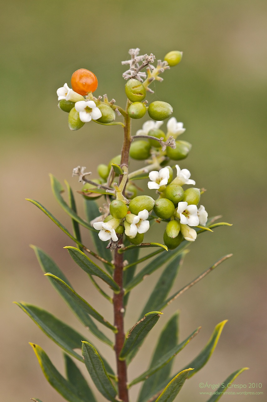Torvisco (Daphne gnidium).