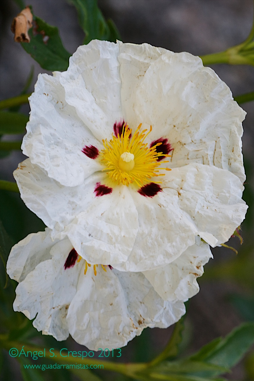 Variedad de floración de Cistus ladanifer.