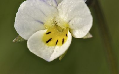 Viola kitaibeliana (Pensamiento menudo, Viola de Kitaibel, Violeta enana)