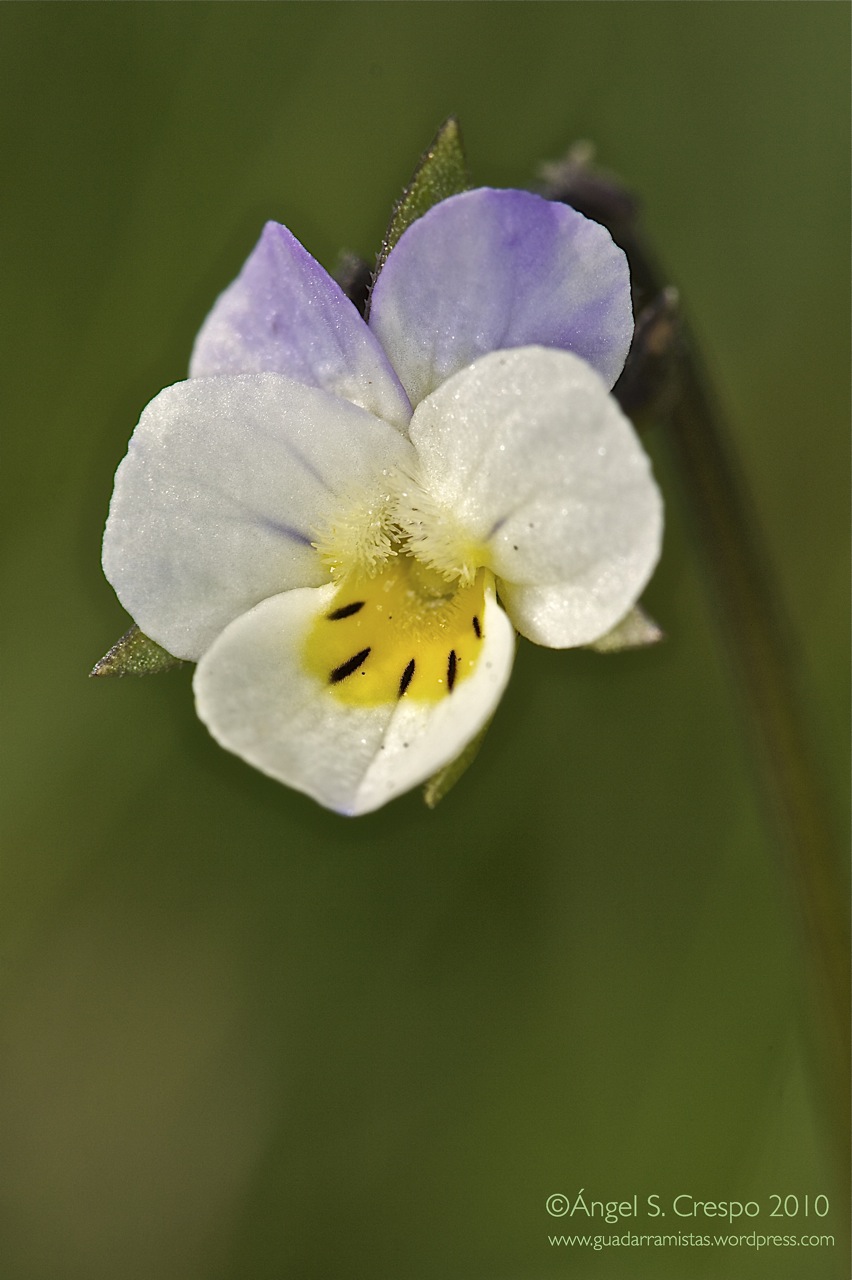 Viola kitaibeliana.